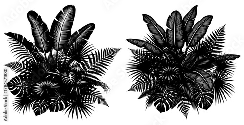 Lush tropical foliage illustration featuring exotic palm and banana leaves
