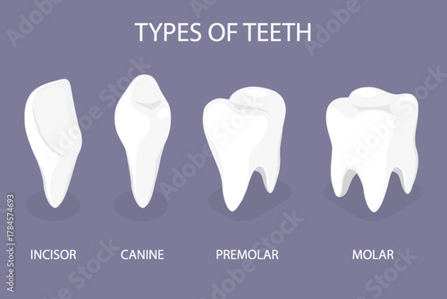 Teeth types set. Anatomical Incisor, canine, premolar and molar visual shape differences. 3d flat isometric vector illustration.