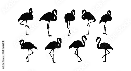 A group of flamingos standing in various poses