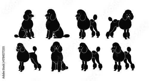Various poodle silhouettes in different poses and angles