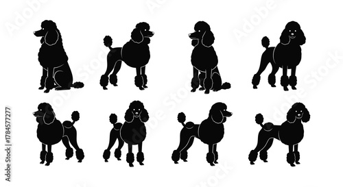 Various poodle silhouettes in different poses and angles