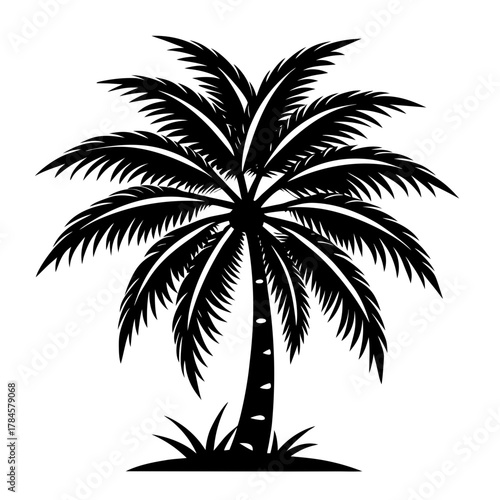 silhouette of palm tree