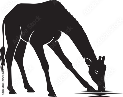 Silhouette of a giraffe drinking water from a surface in its natural habitat safari