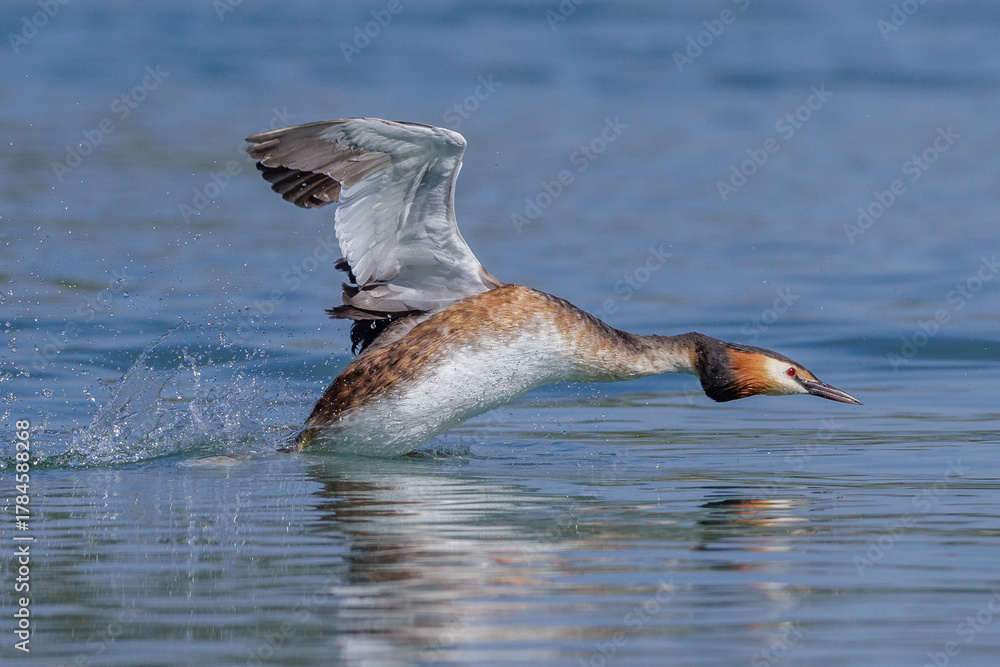 Fototapeta premium Haubentaucher (Podiceps cristatus)