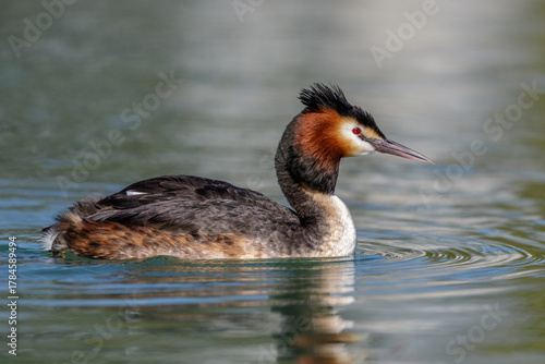 Haubentaucher (Podiceps cristatus)