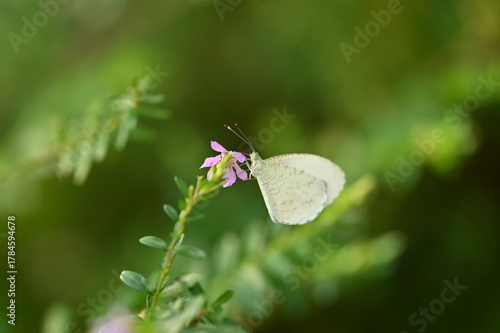 Wallpaper Mural Small White Butterfly on a Purple Flower, 紫の小さな花にとまる白いチョウ Torontodigital.ca