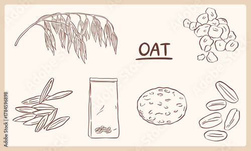 Oat grain hand drawn sketch illustration collection set - element parts