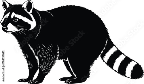 Black and white raccoon vector illustration animal wildlife drawing eps silhouette
