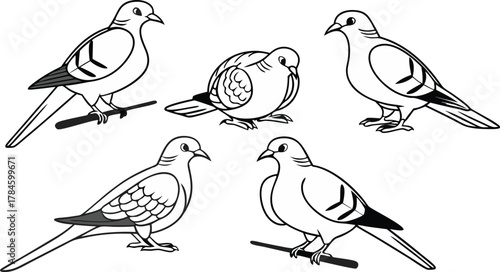 Collection of dove and pigeon line art. Simple bird outline drawing vector set for logo or design.