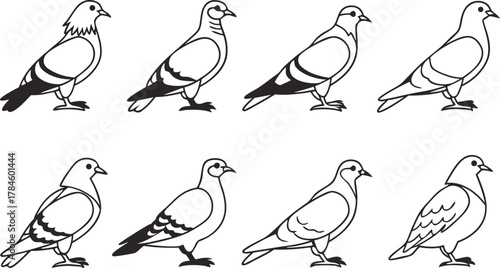 Set of eight pigeon birds vector illustration. Collection of dove line art icons
