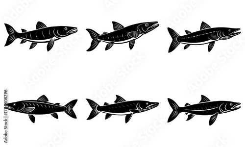 Dynamic predatory barracuda fish illustrations capture aquatic power and ocean hunting prowess for striking marine designs