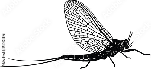 Mayfly insect illustration black and white vector drawing mayfly art eps silhouette
