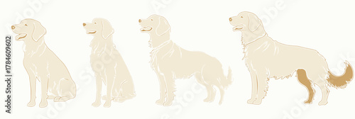 Four golden retriever dogs progression silhouette series in flat minimalist vector style with light beige and brown tones showing coat and posture variations