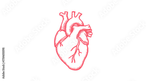 Human Heart Illustration: A detailed, stylized illustration of a human heart, representing the vital organ of the circulatory system. This artwork conveys the essence of life and health.
