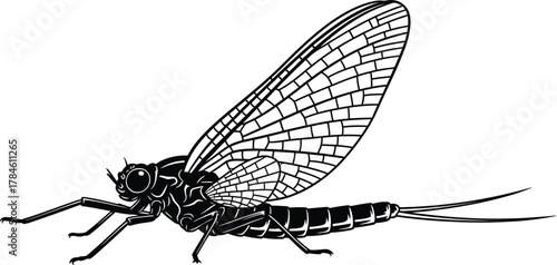Mayfly insect illustration black and white drawing of mayfly vector eps silhouette