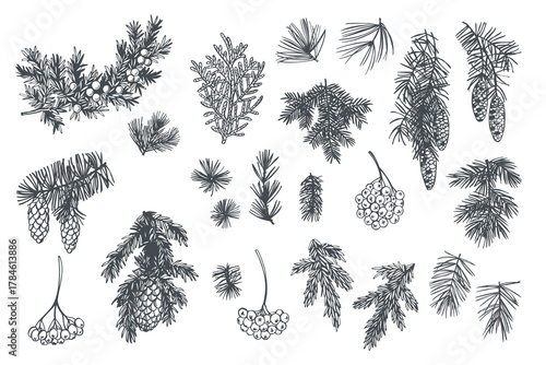 Hand-drawn branches and cones of coniferous trees. Christmas plants. Vector sketch illustration.