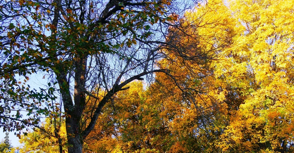 Fototapeta premium Paysage de nature, feuillage aux couleurs d’automne jaune et orangé