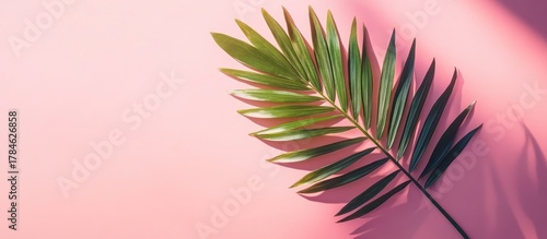 Vibrant green palm leaf on a pale pink background
