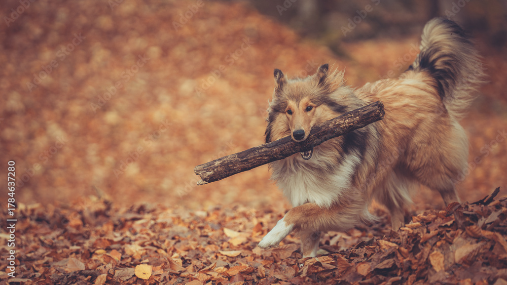 Obraz premium Rough Collie sable jung mit großem Stock im Maul läuft im Wald, Portrait