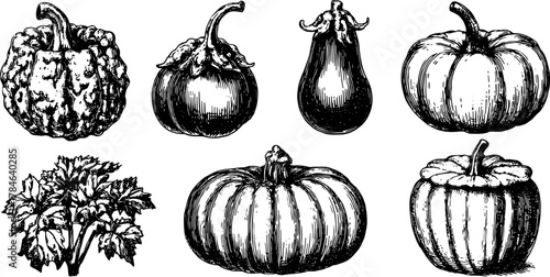 Vector illustration set of hand-drawn vegetables, including pumpkins and eggplants. The black and white graphic showcases detailed designs.