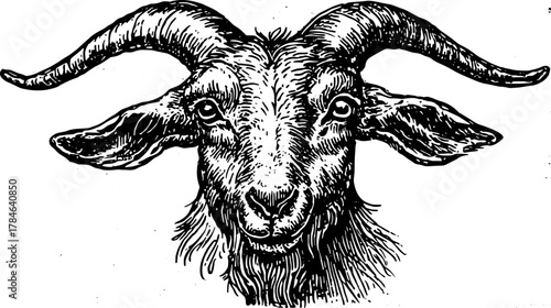 Goat head with large horns and fur in monochrome ink style. Hand-drawn vector illustration shows animal face portrait with strong line texture.