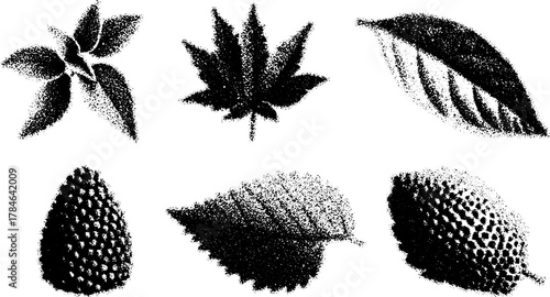 Engraved leaves in black and white. Vintage hand-drawn nature illustration set with detailed outlines and stipple textures, vector design.