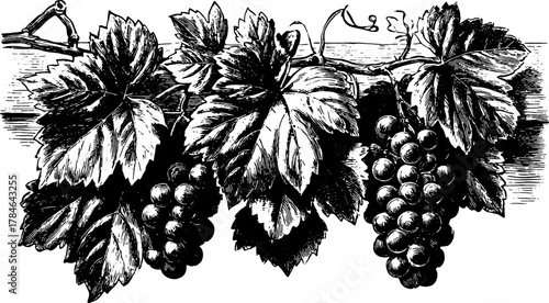 Antique engraving of grapes and leaves on a vine, presented in a hand-drawn outline style. This vector illustration showcases natural elements in a vintage design.