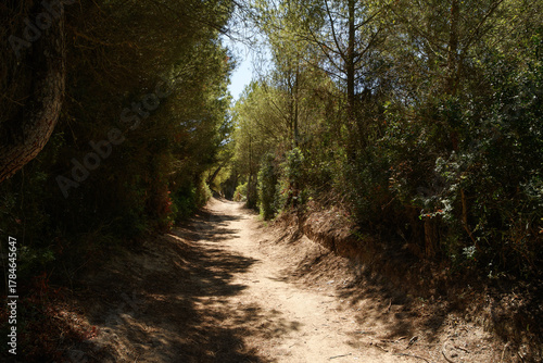 Fototapeta Naklejka Na Ścianę i Meble -  The area of Es Comú de Muro - a protected system of sand dunes (Mallorca, Spain)