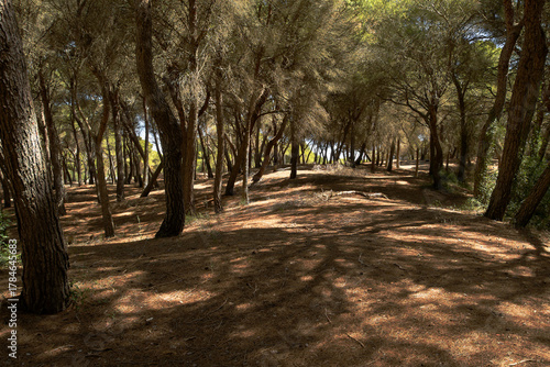 Fototapeta Naklejka Na Ścianę i Meble -  The area of Es Comú de Muro - a protected system of sand dunes (Mallorca, Spain)