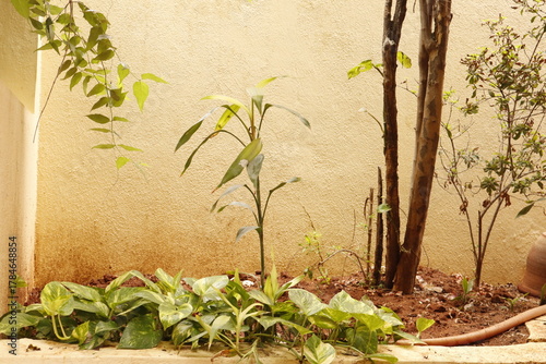 Home Garden Corner with Green Plants and Soil – Outdoor Natural Space