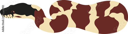 Flat Graphic Kingsnake Reptile with Cream and Brown Pattern Illustration