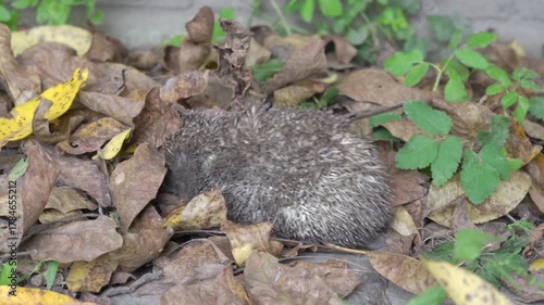 hedgehog walks on fallen autumn leaves, in autumn hedgehog walks in garden on dry leaves
