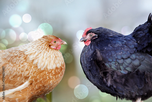 Fotografie Two different colored chickens, a brown one and a black one, stand face to face with a soft bokeh background