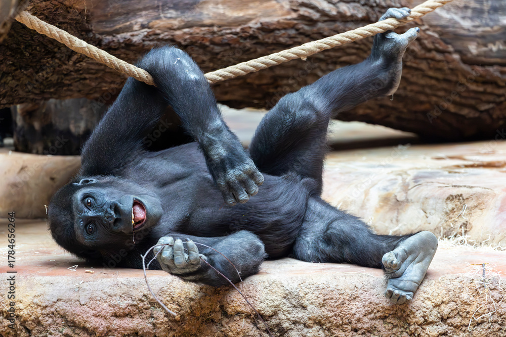 Obraz premium Young gorilla playing on rope in Prague zoo
