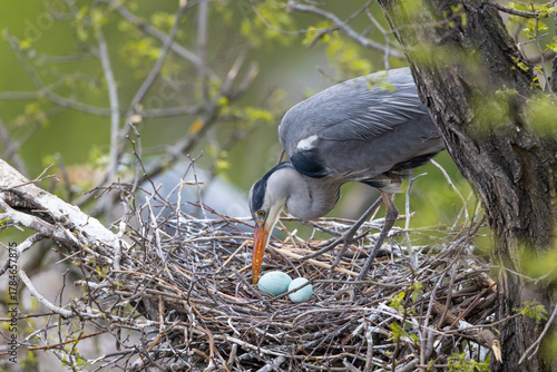 Fotografía Grey heron watching fragile blue eggs in nest