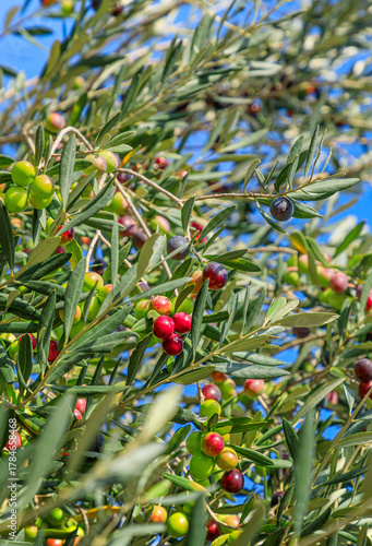Olive branch with Norca variety, typical of the Apulia region in southern Italy.