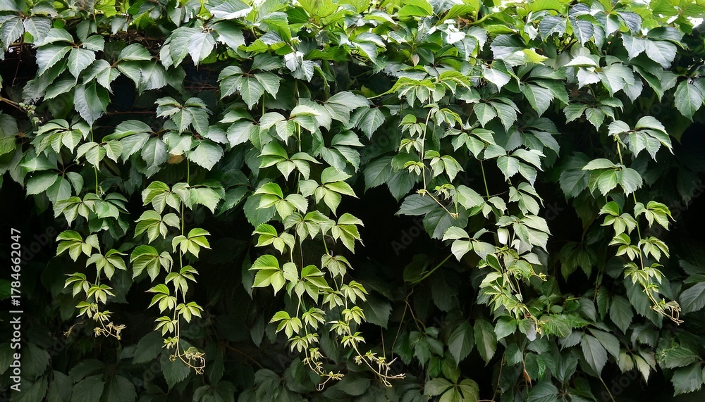 Fototapeta premium Vine Plant Branch Creeper Leaf Green Liana Tropical Nature