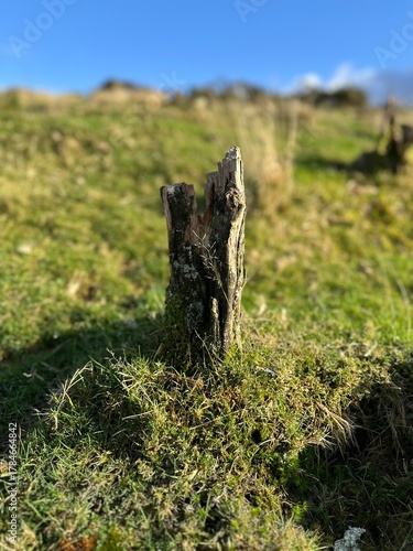 moss on the tree stump