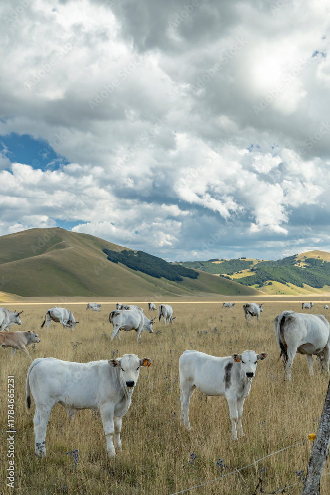 Fototapeta premium White cows grazing in Castelluccio valley farmland
