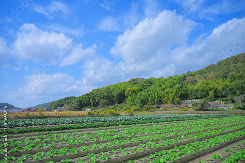 秋空と太子町の山と田園と農地の風景