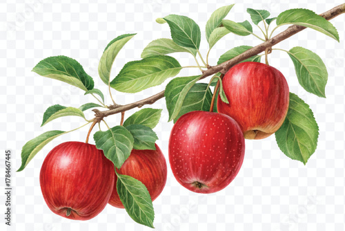 realistic fresh apples hanging from a branch with green leaves in a natural setting isolated on transparent background