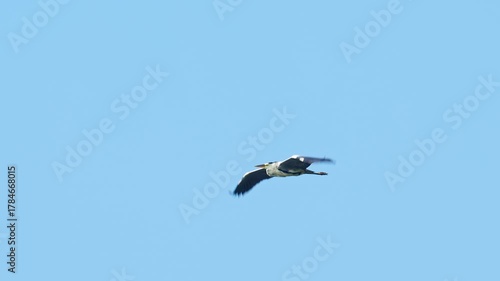 アオサギの飛翔 (スローモーション)