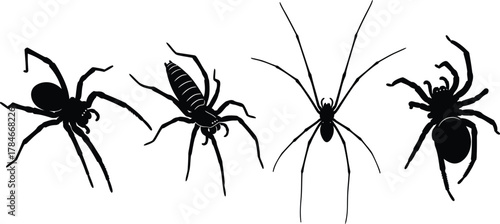 Spider silhouette vector illustration arachnid insect creepy crawlies eps