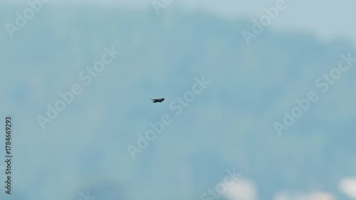 チョウトンボの飛翔 (スローモーション)