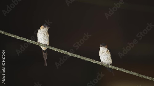 2羽のコシアカツバメ
