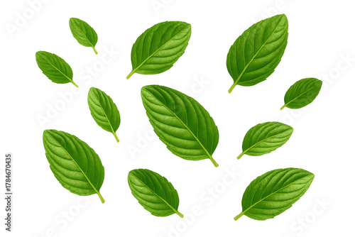 Green leaves falling creating a natural scattered pattern with fresh isolated foliage on transparent background