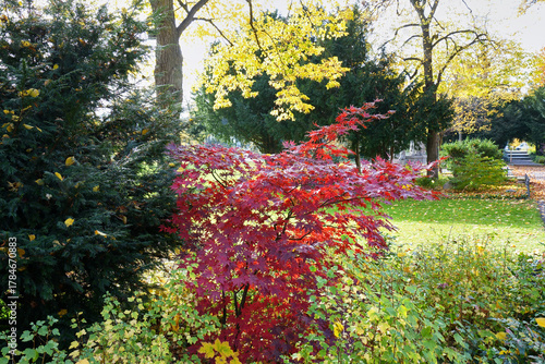 Bunte Herbstwiese mit Bäumen, Sträuchern, Wiese, Sonne und Schatten
