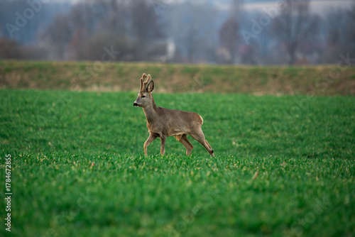 Fototapeta Naklejka Na Ścianę i Meble -  Sarna (Capreolus) 