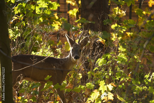 Fototapeta Naklejka Na Ścianę i Meble -  Sarna (Capreolus) 