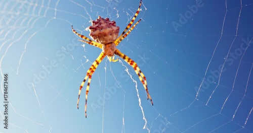 Spider in Web with dew drops Against Blue Sky and Sunlight background